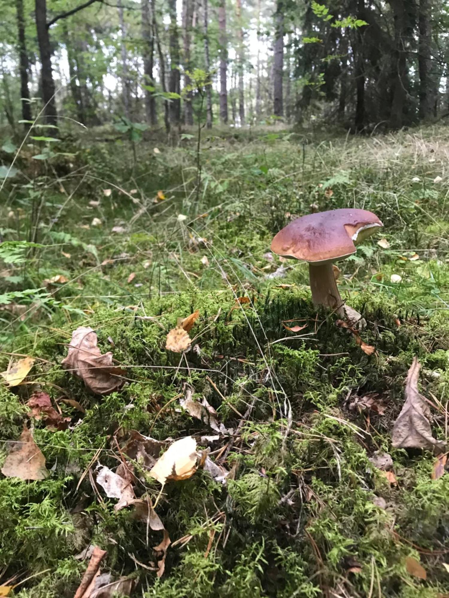 Gapkowo Villa Stare Kiejkuty Eksteriør billede